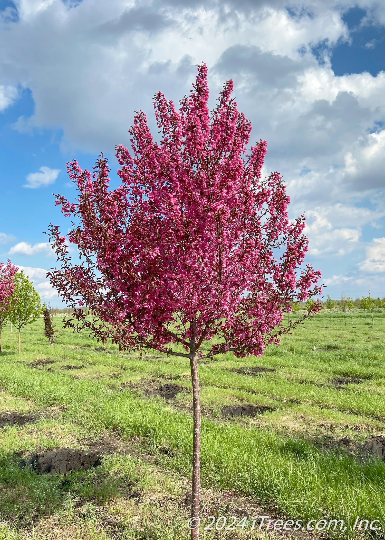 Showtime Crabapple Tree