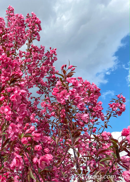 View looking up at the top of the tree's canopy of pink flowers.