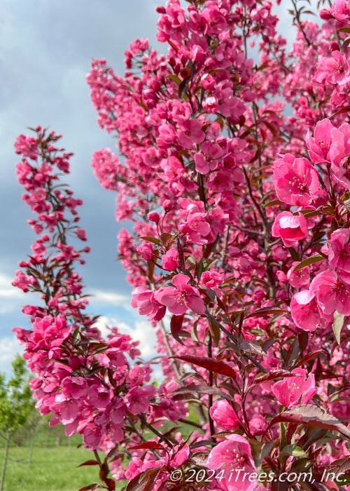 Closeup of branches coated in bright pink flowers.