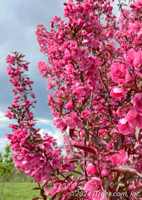 Closeup of branches coated in bright pink flowers.