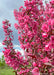 Closeup of branches coated in bright pink flowers.