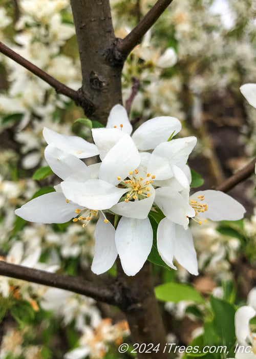 Closeup of white flowers with yellow centers.