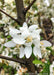 Closeup of white flowers with yellow centers.