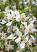 Closeup of white flowers with yellow centers and green leaves.