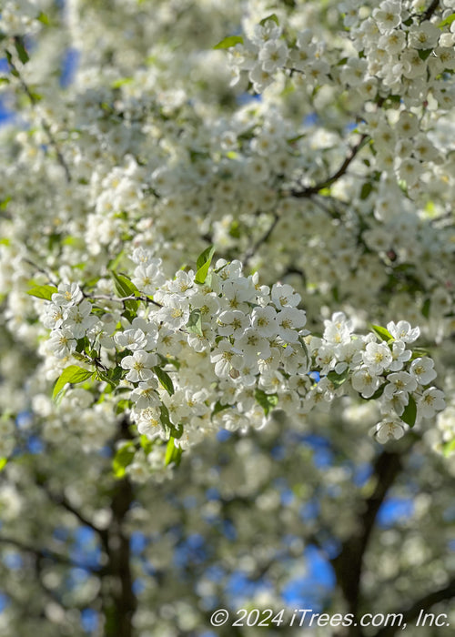 Closeup of white flowers and green leaves.