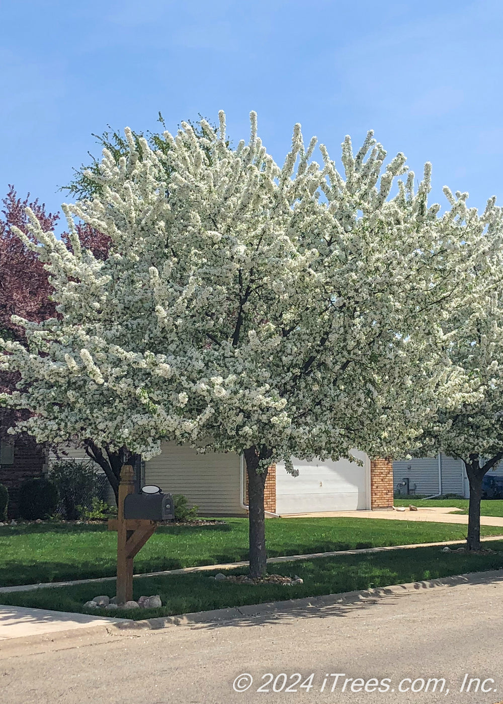 Spring Snow Crabapple