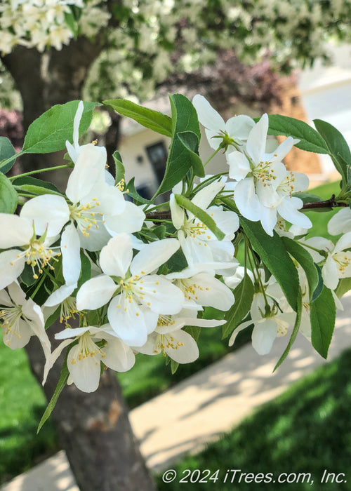 Closeup of white flowers with yellow centers and green leaves.