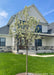 Newly planted Spring Snow Crabapple in bloom planted in a front yard.