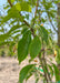 Closeup of green leaves in summer.