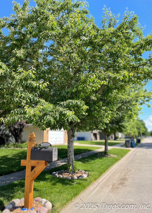 Two Spring Snow Crabapple grow along a residential parkway, seen with full canopies of green leaves.