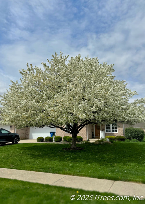 A fully mature Spring Snow Crabapple in bloom with its branches coated in crisp white blossoms.