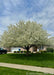 A fully mature Spring Snow Crabapple in bloom with its branches coated in crisp white blossoms.