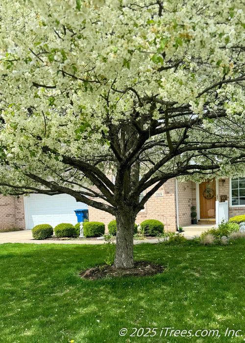 View of the under canopy of Spring Snow Crabapple while in bloom showing a short trunk and wide spreading branches. A home's front entrance is in the background. 