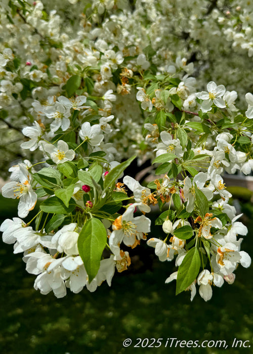 Closeup of green leaves and white flowers with yellow centers. 