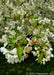 Closeup of green leaves and white flowers with yellow centers. 