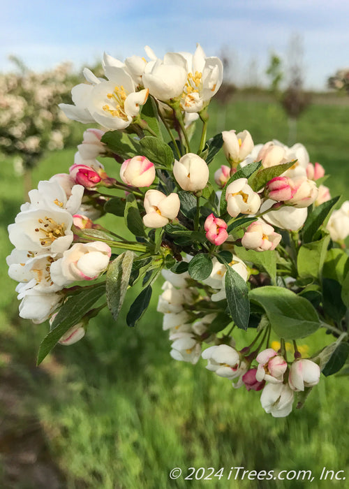 Closeup of small pink flower buds, white flowers with yellow centers, and small green leaves.