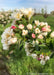 Closeup of small pink flower buds, white flowers with yellow centers, and small green leaves.