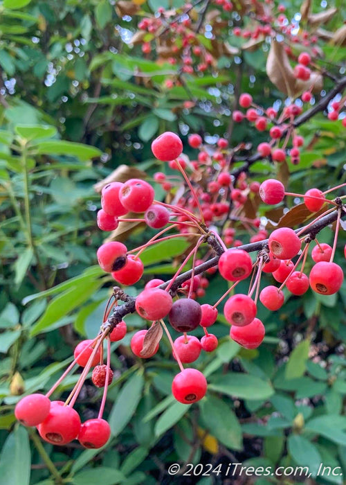 Closeup of small bright red crabapple fruit.