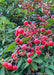 Closeup of small bright red crabapple fruit.