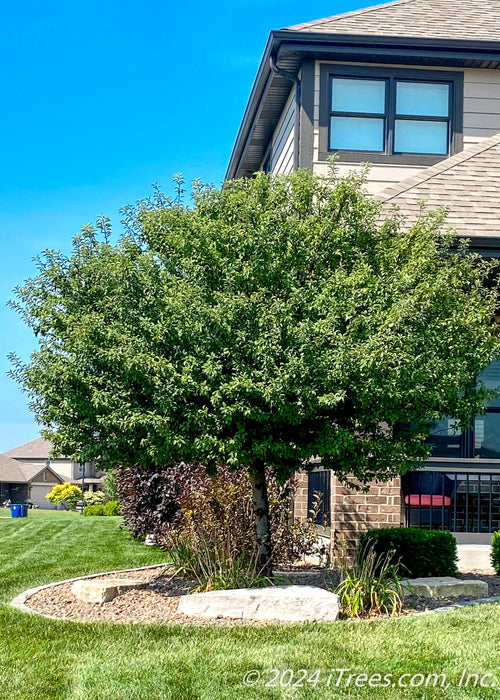 Firebird Crabapple with green leaves planted in a front landscape bed near a porch.