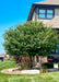 Firebird Crabapple with green leaves planted in a front landscape bed near a porch.