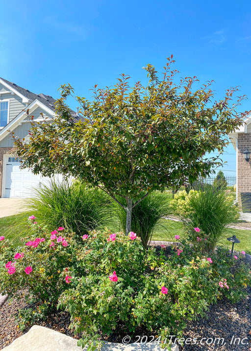 Firebird Crabapple planted in a front landscape bed with other plantings.