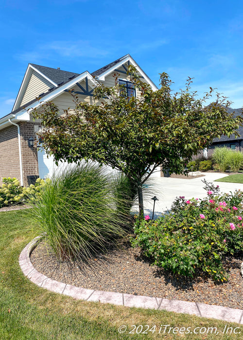 Firebird Crabapple planted in a front landscape bed with other plantings.