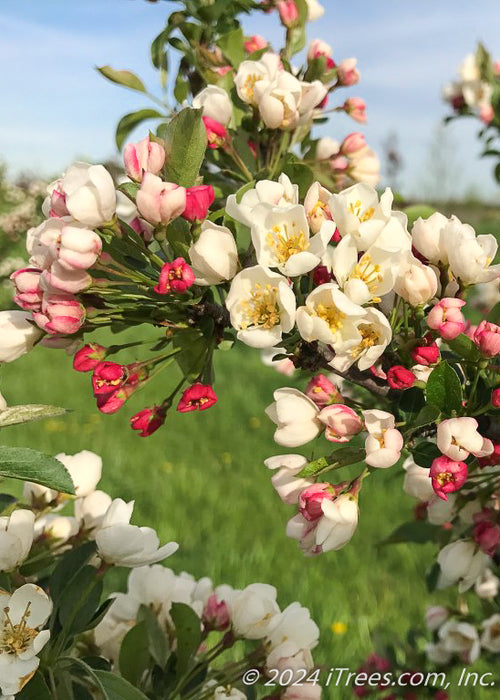 Closeup of bright pink flower buds, white flowers with yellow centers just opening, and small green leaves. 