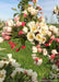 Closeup of bright pink flower buds, white flowers with yellow centers just opening, and small green leaves. 