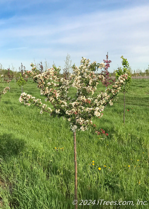 A single Firebird Crabapple in the nursery with newly opened flowers coating its branches.