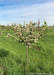 A single Firebird Crabapple in the nursery with newly opened flowers coating its branches.