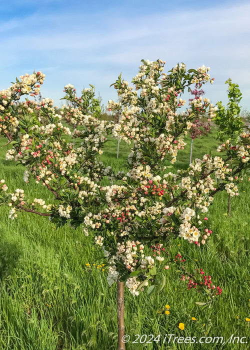 Closeup of a Firebird Crabapple's canopy in full bloom.