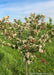 Closeup of a Firebird Crabapple's canopy in full bloom.