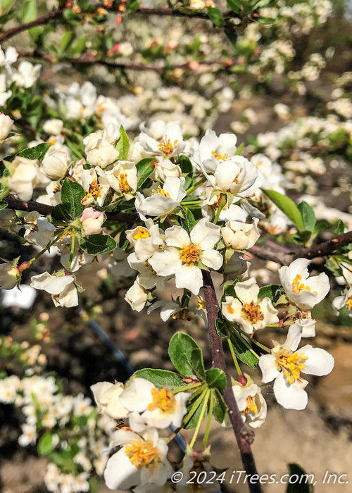 Closeup of green leaves, white flowers with yellow centers.