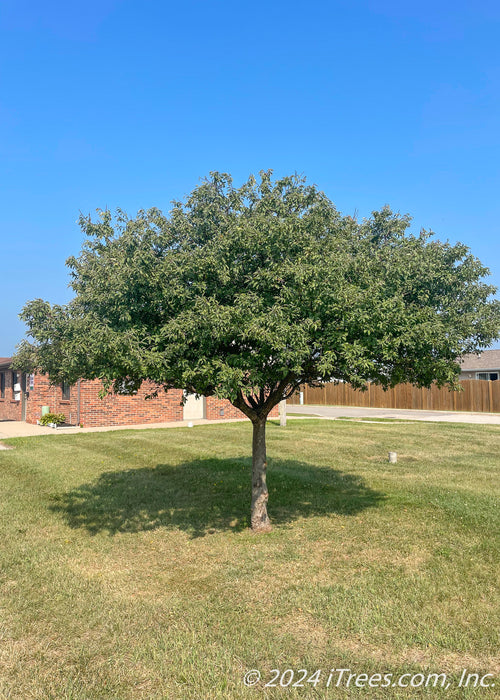 Fully mature Sargent Tina Crabapple planted near a duplex with green leaves.