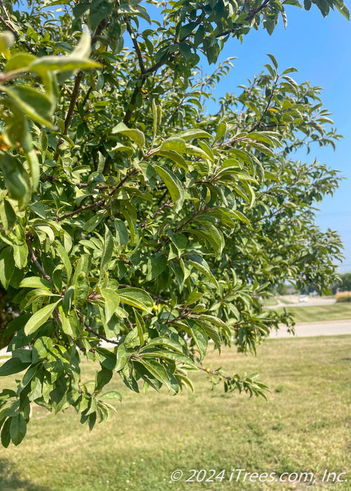 Closeup of green leaves.