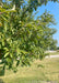 Closeup of green leaves.