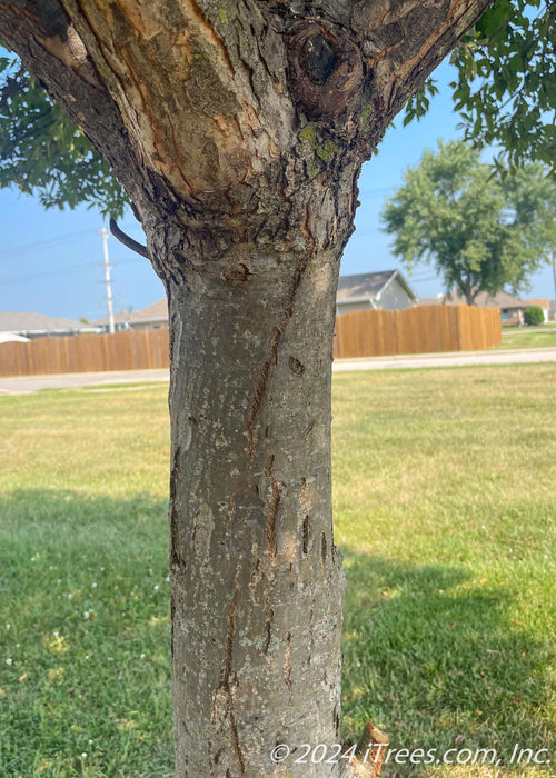 Closeup of lower branching and upper trunk of a mature Sargent Tina Crabapple.