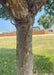 Closeup of lower branching and upper trunk of a mature Sargent Tina Crabapple.