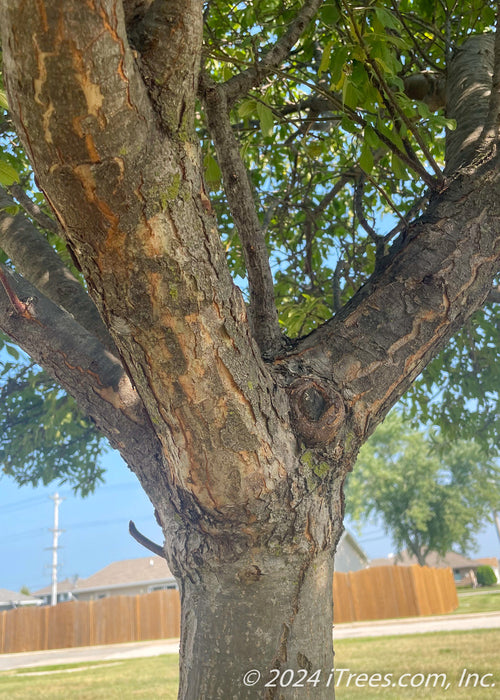 Closeup of lower branching showing thick trunks and branching.