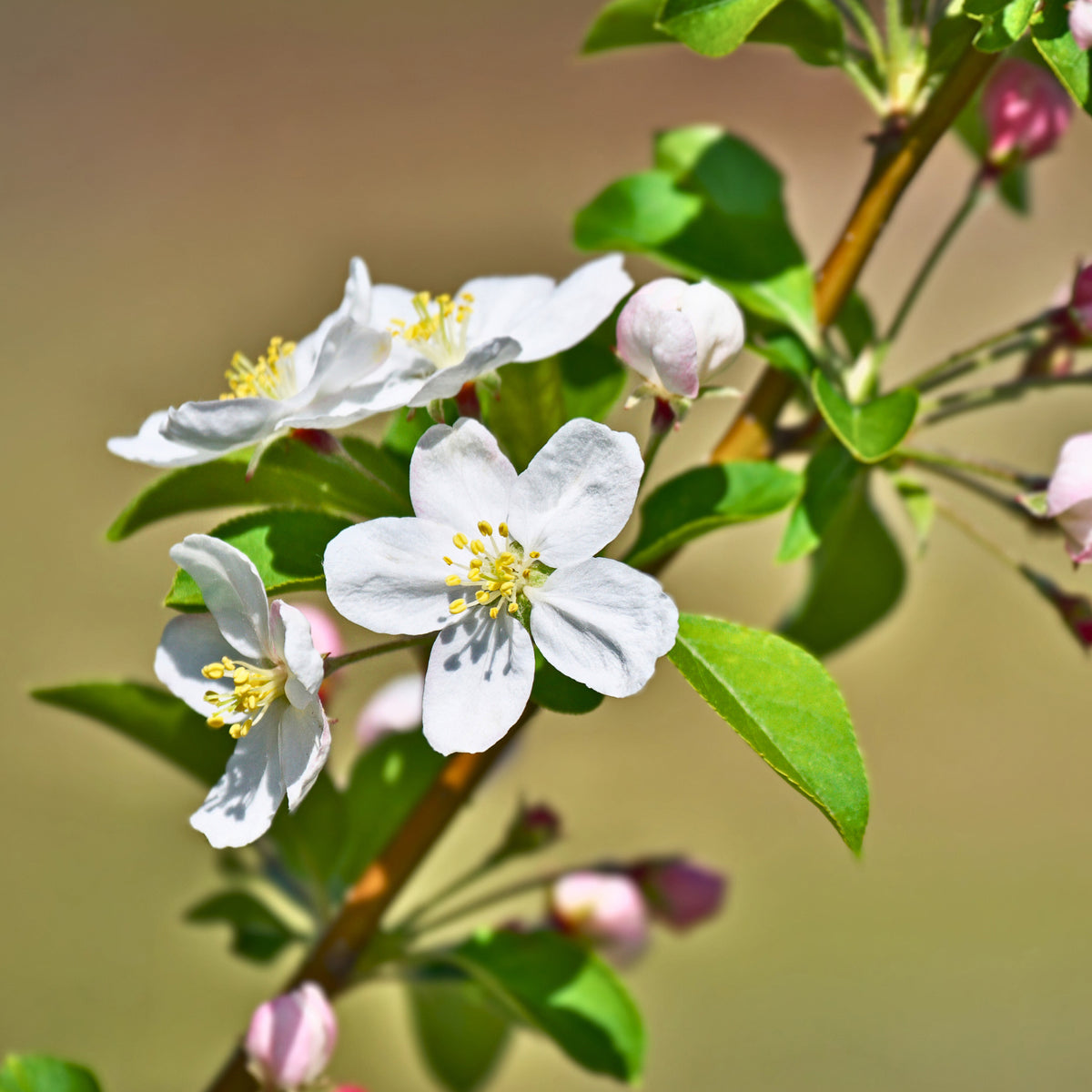 Starlite® Crabapple