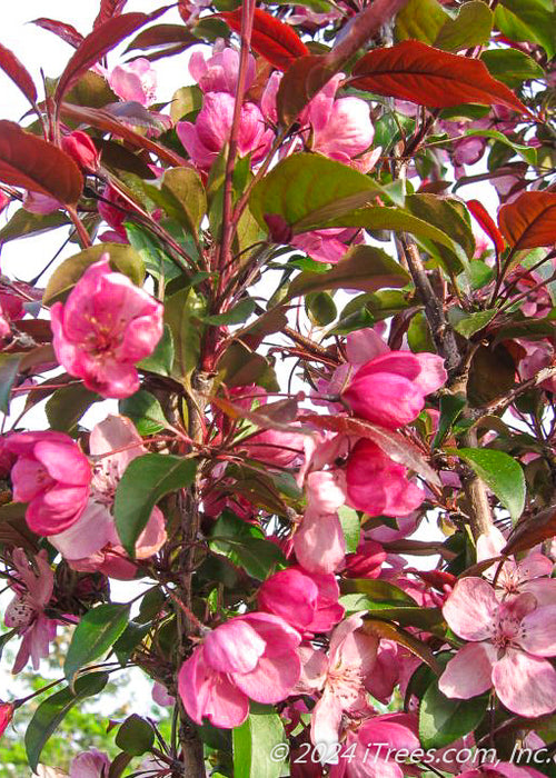 Closeup of bright pink flowers and greenish-purple leaves.