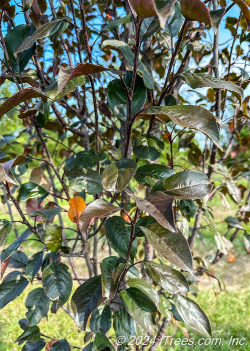 Closeup of shiny bronze green leaves.