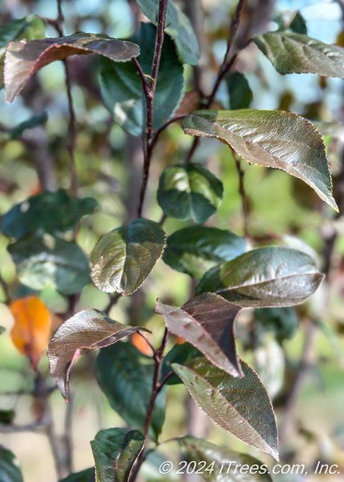 Closeup of shiny bronze green leaves. 