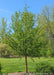 A newly planted Dawn Redwood with newly emerged green leaves and reddish peeling bark, planted in a backyard landscape bed near a patio.