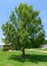 A mature Dawn Redwood with shaggy green canopy, planted in an open area of a front yard.