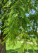 Closeup of a branch of bright green leaves.