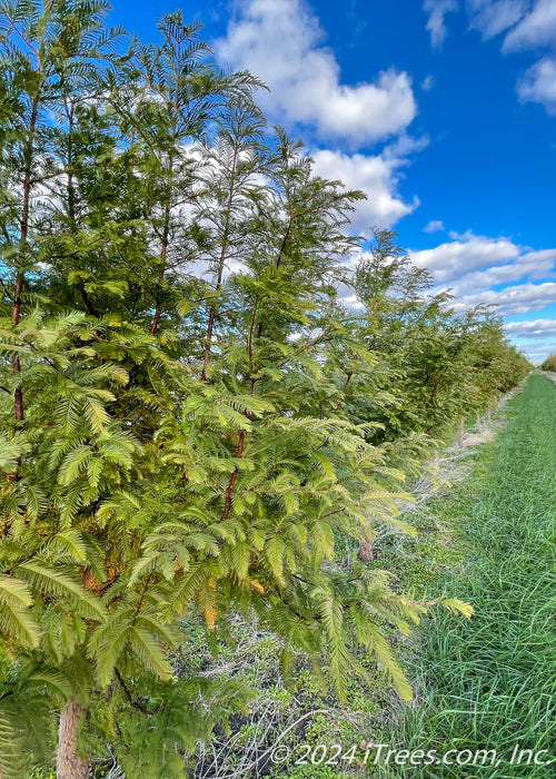 View of a row of Dawn Redwood trees in the nursery, with a closeup view of the first tree's changing fall colors.