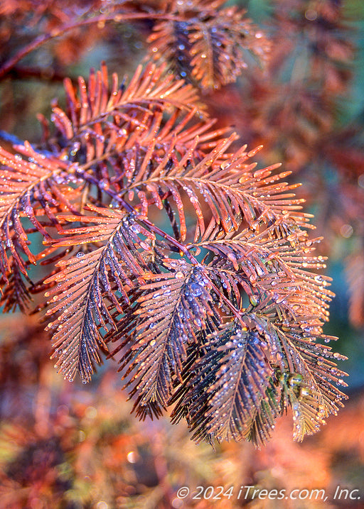 Closeup of twiglets, showing transitioning fall color from dark greenish-purple to a rusty red, with raindrops rolling off of the small leaves.