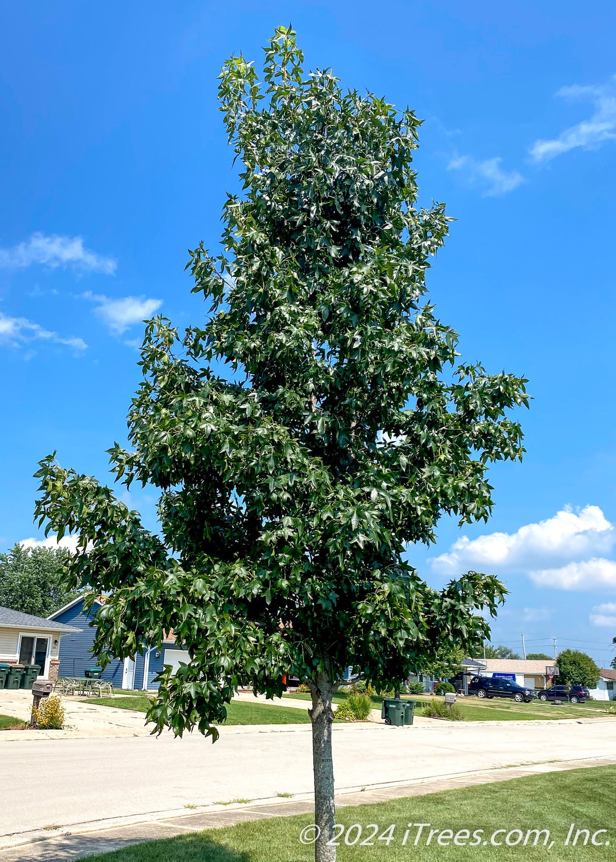 Moraine Sweetgum